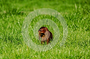 Javan mongooseÃÂ - Herpestes javanicus photo